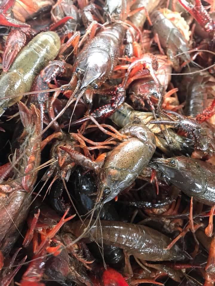 crawfish.jpg